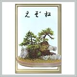 Yezo Spruce Seeds - By joebonsai