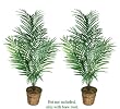 TWO 6' Artificial Areca Palm Trees