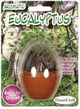 Eucalyptus