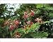 Photographic Prints of JLM-8758 Dwarf Poinciana / Pride of Barbados from Ardea Wildlife Pets