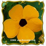 Black-Eyed Susan Vine (Thunbergia alata) Jumbo Wildflower Seed Packet - 200 Seeds