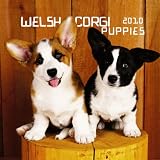 Welsh Corgi Puppies 2010 Mini Wall