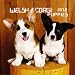 Welsh Corgi Puppies 2010 Mini Wall