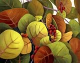 Beachside Beauties. Fine Art. Signed & Numbered Limited Edition Giclee Print by Linda Amendsen. 23 x 18. Weatherproof for Indoor or Outdoor Use.