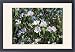 Framed Prints of ROG-12055 Quince - in flower, edible fruit from Ardea Wildlife Pets