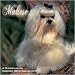 Maltese 2010 Wall Calendar