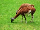 Lama Mauspad (303)