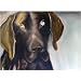 25 Pack Style 2 Chocolate Labrador Retriever Note Cards by Dick Larsen