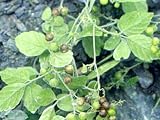 JiaoGuLan Jiao-Gu-Lan Gynostemma pentaphyllum Ginseng Samen