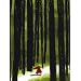 Le petit chaperon rouge