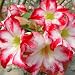 9GreenBox - Adenium Desert ROSE Eddy Red House Plant Bonsai
