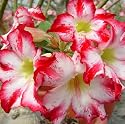 9GreenBox - Adenium Desert Eddy Red House Plant Bonsai