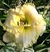 Green Mystique Daylily Perennial - Hemerocallis