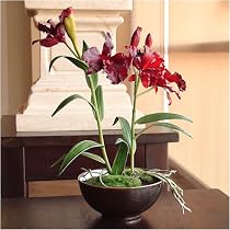 Umatilla Sunrise - Cattleya Orchid Blooms