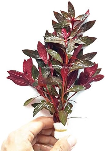 AquariumPlantsFactoryTM - 3 x Ludwigia Peruensis Freshwater Live Aquarium Plants BUY2GET1FREE*