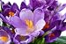 Crocus Flower - 72