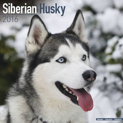 Siberian Husky Calendar - Only Dog Breed Siberian Husky Calendar - 2016 Wall calendars - Dog Calendars - Monthly Wall Calendar by Avonside