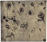 Leonardo da Vinci (Botanical studies, including Dog rose, violet) Art Poster Print - 11x17