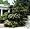 Japanese Sago Palm Plant - 6" Pot - Cycas revoluta