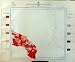 1929 Colour Map Italy Statistics Births Brindisi Legge