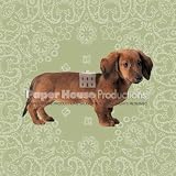 Dachshund Magnet Card