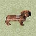   - Dachshund Magnet Card