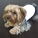 Cool White Dog Shirt Large