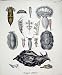 C1845 Tergipes Aplysia Antique Print