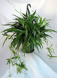 Shamrock Spider Plant – Easy to Grow – Cleans the Air – 6" Hanging Basket