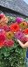 Grow Your Secret Garden Dahlia Decorative Giant Mix Seeds