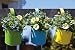 Brightly Colored Planters with Hook for Hanging