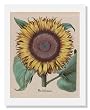 Large Sunflower