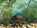 Close-Up of a Cichlid Fish Swimming Underwater (Tropheus Duboisi) Photographic Poster Print by C. Dani, 12x16