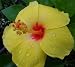 Live Hibiscus Plant Large Golden Yellow Red Throat Single Flower