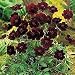 Chocolate Velvety Cosmos Bulb -Chocolate Lovers Delight