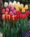 Garten Tulpen Triumph, 2 kg