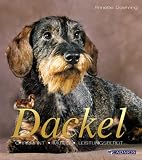 Dackel: Kleiner Hund mit großem Herz