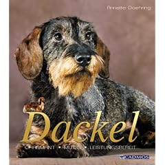 Dackel: Kleiner Hund mit gro�em Herz
