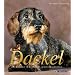 Dackel: Kleiner Hund mit gro�em Herz