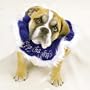 Chaunukah Blue Velvet Scrunchy Dog Collar