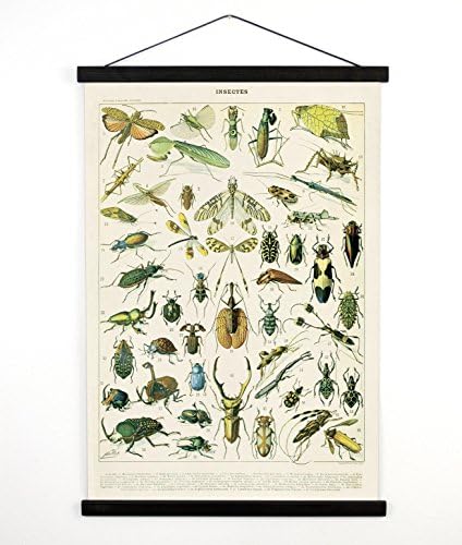 Pull Down Chart - Vintage Insects Diagram Reproduction Canvas Print. Variety of Insects Educational Chart by Millot Entomology Bugs CP255cvL