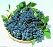 Blueray Blueberry Plant - 20 Pounds of Berries per Bush