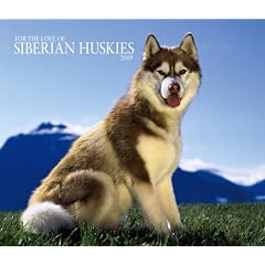 Siberian Huskies 2009 Square Wall Calendar (Multilingual Edition)