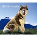 Siberian Huskies, For the Love of 2009 Deluxe Wall Calendar