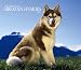 For the Love of Siberian Huskies 2009 Calendar