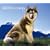 Siberian Huskies, For the Love of 2009 Deluxe Wall Calendar