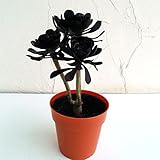 多肉植物：アエオニウム：黒法師[クロホウシ]3.5号鉢植え5株セット[黒い葉が美しい人気品種！]