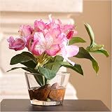 Rhodos - Rhododendron in permanent water and garden stones