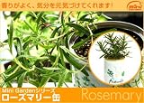 香りが良く、殺菌・強壮などの作用を持つハーブ缶「ローズマリー」