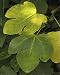 Photographic Prints of ROG-11758 Fig leaf. Autumn from Ardea Wildlife Pets